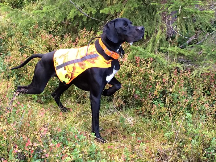 Orremåsans Ronja ble parret med  B-Black Boy av Vestre Homble (Fugledes Odin - Vindfeldts G-Oda) 21. januar og påfølgende dager.  
Boy er en kjempetrivelig hund som har høstet høye premier både på skog, lavland og  høyfjell de siste åra. Vi er ute etter en hund som både går godt og funker på skog og fjell. Han er vel en av få hunder som har 1.VK på både skog, lavland og høyfjell. I kombinasjon med Ronja tror vi dette kan bli spennende for dem som også jakter en del på skauen.

Både Boy og Ronja har gjort det pent på utstilling. Kanskje det også blir utstillingshunder!

Les mer om Ronja under 