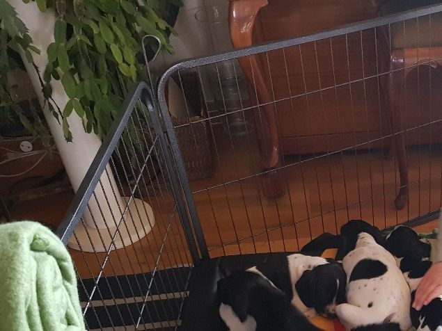 Valpene  nærmer seg seks uker, og en kan se utviklingen for hver dag.  
Mange folk innom, både valpekjøpere, slekt og venner, unger og gamle. Fint at valpene blir prega på ulike mennesker nå. De ser trygge og robuste ut alle sammen. 