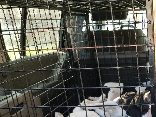 Hyggelig tur til veterinær på torsdag. Valpene er passert sju uker og er blitt kraftige og fine. Masse skryt hos veterinæren for flotte, tillitsfulle og kraftige valper. Alt ser fint ut. De første blir henta 18. mai. Tida har gått fort.