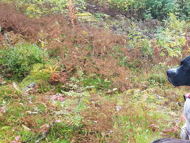 Fine dager på jakt. Vi har jakta ryper i Meråker, og skogsfugl i Trysil og på Løten. Her er Saga med sin første tiur etter en flott situasjon.Det er ikke hvert år en får tiur i sekken. Kjempemorsom situasjon der hun står i mot meg, foter og spikrer, før tiuren braker opp og rett på meg! Den datt!