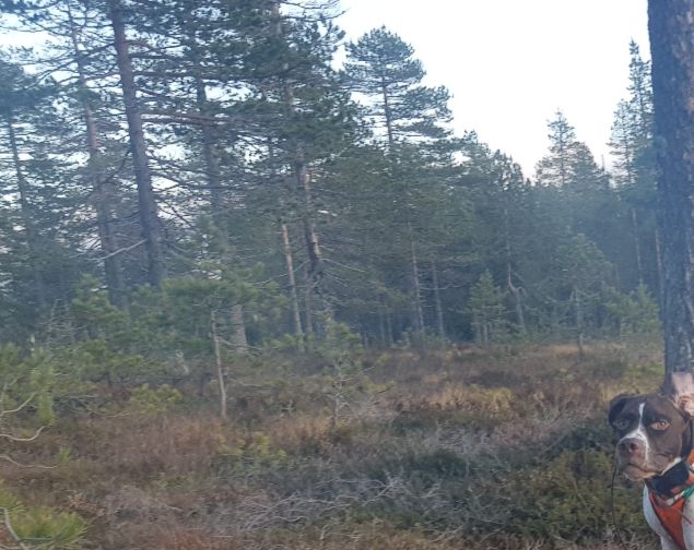 Vi etteranmeldte Ronja og Tibazt rett etter valpesamlinga, og begge kom med. Fin dag i flotte terrenger. Ronja lyktes med fuglearbeid m reis på rugde i 1. slipp og apporterer flott. I andre slipp går hun også prima og dommer sa han skulle ønske han hadde en slik hund. Det ble 1. AK. Tibazt gikk enda bedre og fikk bli med hele dagen. Over to timer slipptid. Dessverre ikke fugl i slippene hans, men ha imponerte søksmessig. 